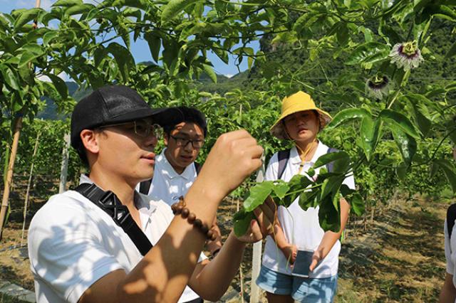 20200806159669384476204112.jpg 4-wenzhong-调研百香果.jpg